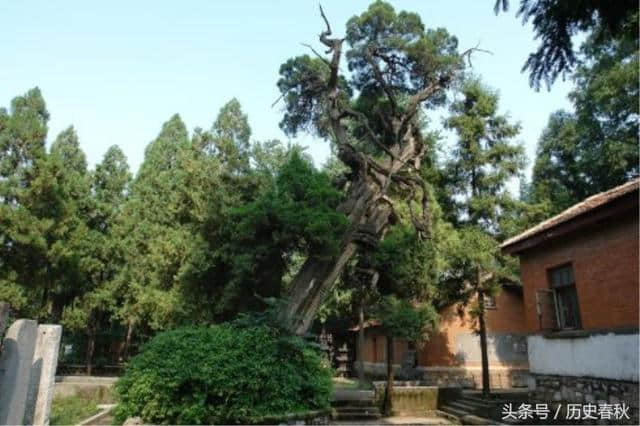 驻马店确山 北泉寺：千年古柏 曾遭雷击，主干内可摆八仙桌！