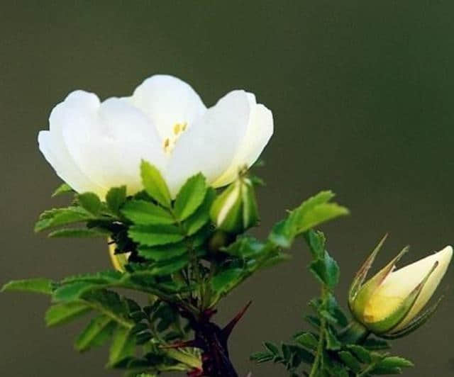 棣棠花：花开满树，非常绚丽的棣棠花，快来看看吧