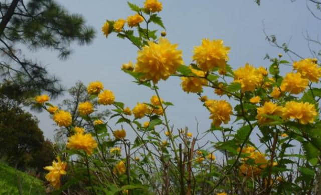 棣棠花：花开满树，非常绚丽的棣棠花，快来看看吧