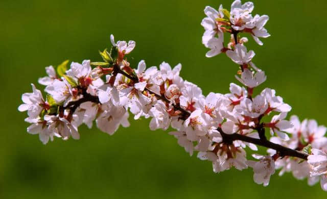 棣棠花：花开满树，非常绚丽的棣棠花，快来看看吧