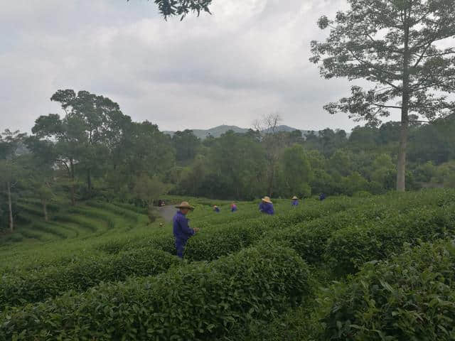 母亲做的那一捧新茶