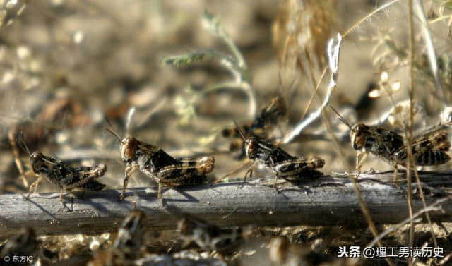 唐朝蝗灾不是中国古代历史上最严重的，但灭蝗方面开了一个好头