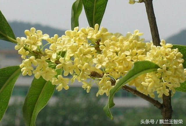 赵文学先生的诗《桂花》