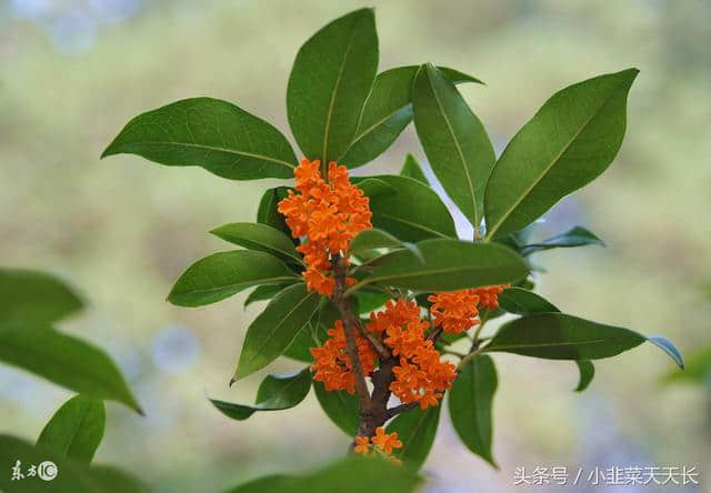 咏桂花（诗一首）