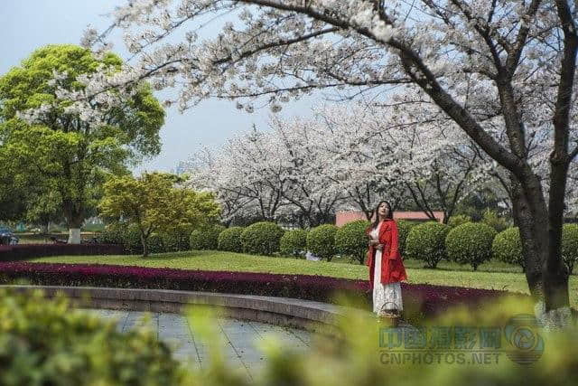 花开花落美人醉