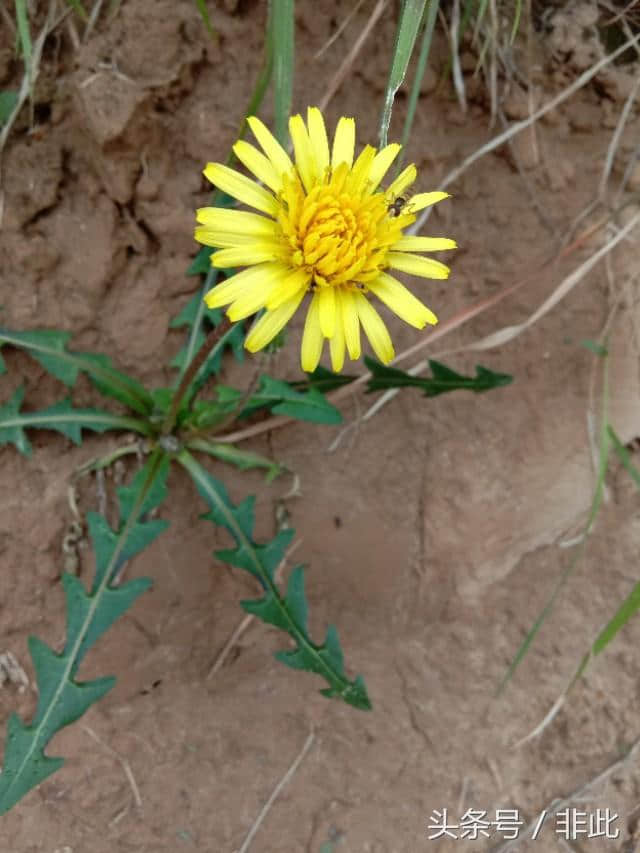 美人如花，花如美人