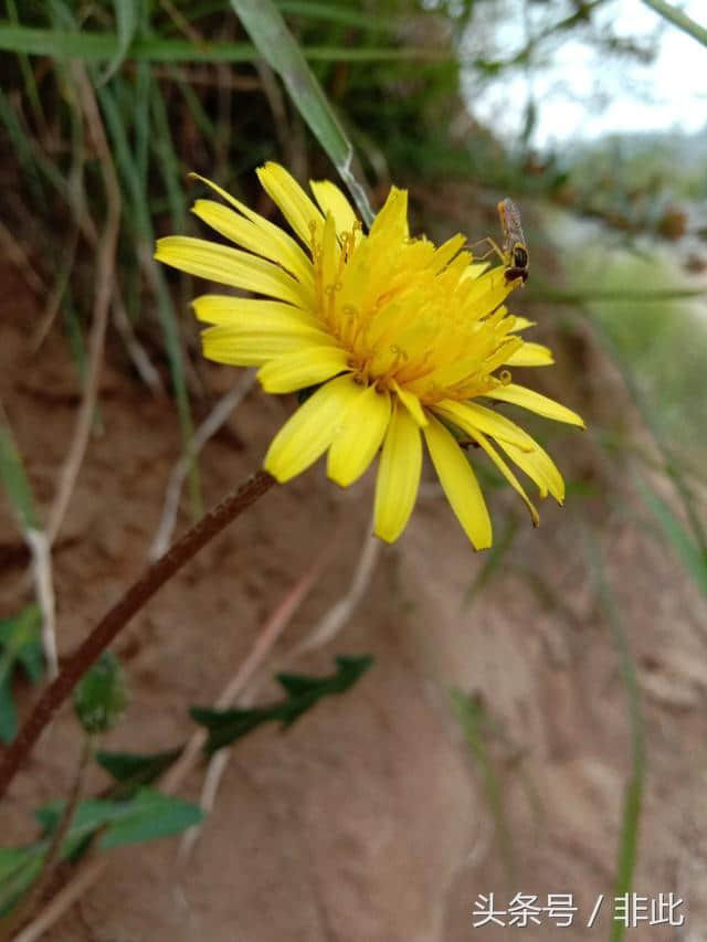 美人如花，花如美人