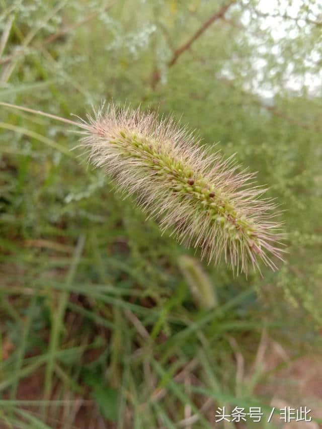 美人如花，花如美人