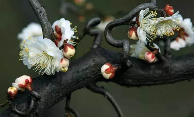 梅花种类大赏析——你不知道的梅花