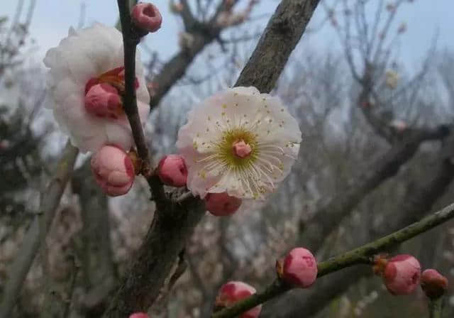 梅花种类大赏析——你不知道的梅花