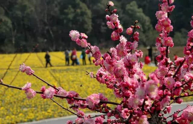 梅花种类大赏析——你不知道的梅花