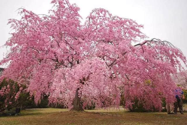 梅花种类大赏析——你不知道的梅花