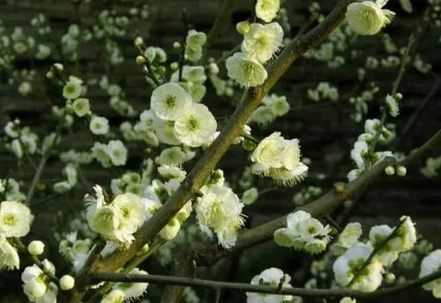 梅花种类大赏析——你不知道的梅花