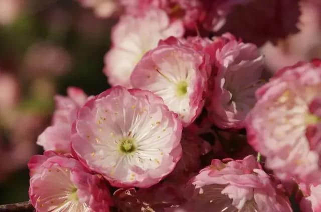 梅花种类大赏析——你不知道的梅花