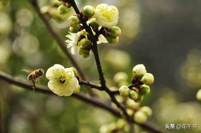 梅花分类，了解一下