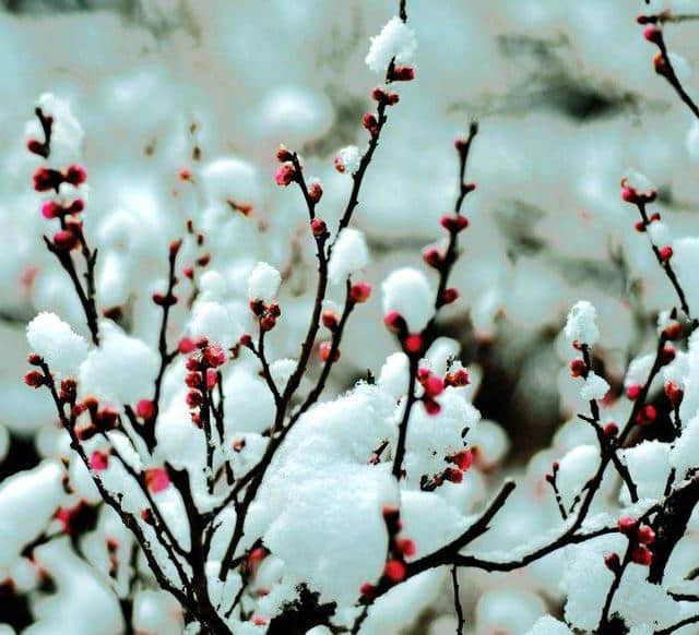 梅须逊雪三分白，雪却输梅一段香，诗词中的梅花美到骨子里