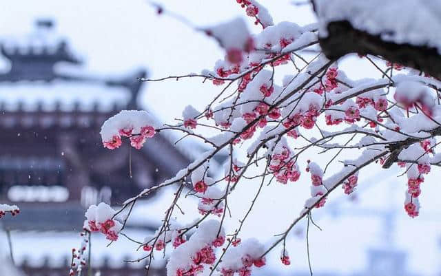 梅须逊雪三分白，雪却输梅一段香，诗词中的梅花美到骨子里