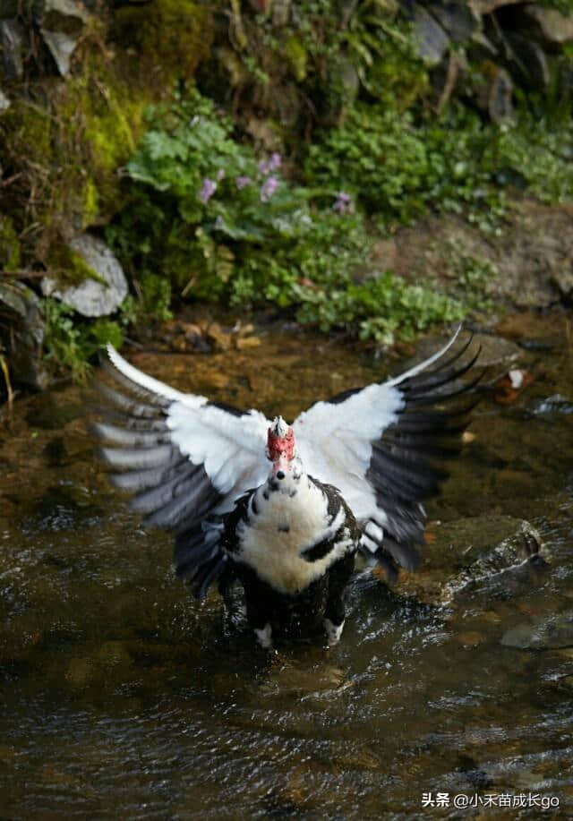 归园田居：过一种向往的生活