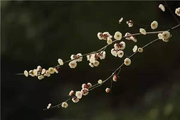 “梅花香自苦寒来”——梅花品种介绍