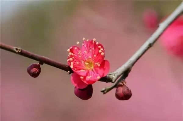 “梅花香自苦寒来”——梅花品种介绍