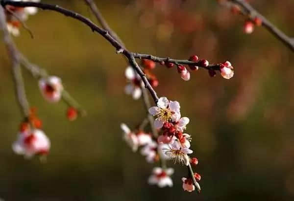 “梅花香自苦寒来”——梅花品种介绍