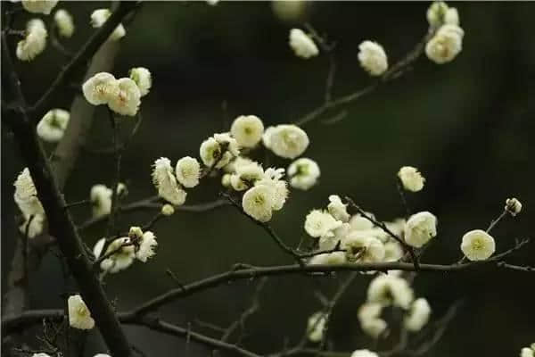 “梅花香自苦寒来”——梅花品种介绍