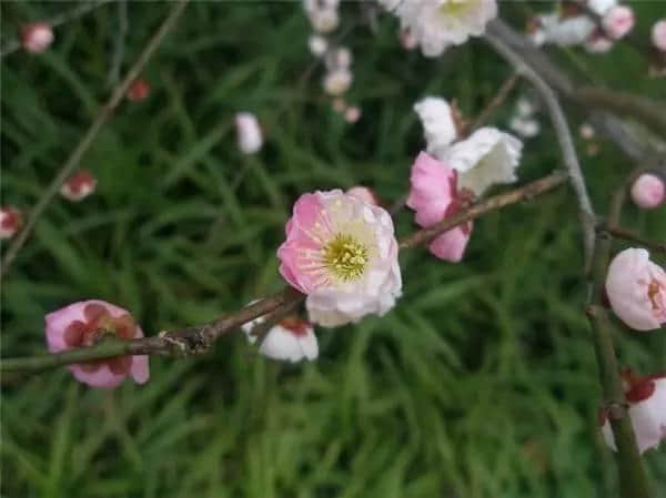 “梅花香自苦寒来”——梅花品种介绍