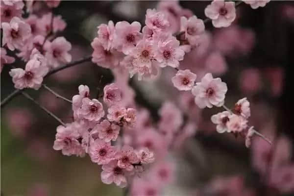 “梅花香自苦寒来”——梅花品种介绍