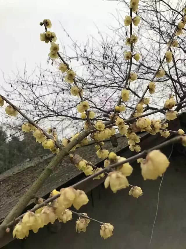 梅花香自苦寒来，越冷，香得越深邃