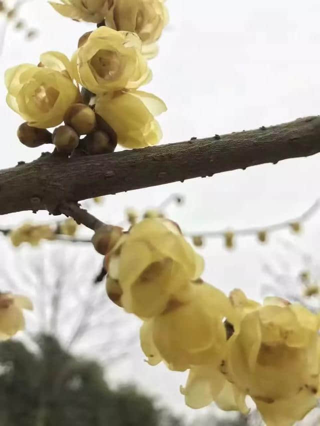 梅花香自苦寒来，越冷，香得越深邃