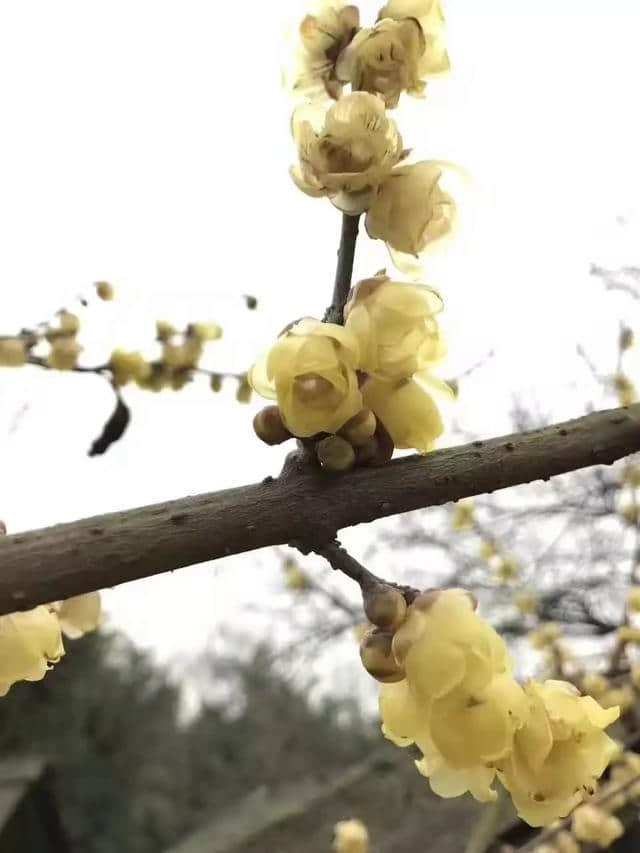 梅花香自苦寒来，越冷，香得越深邃