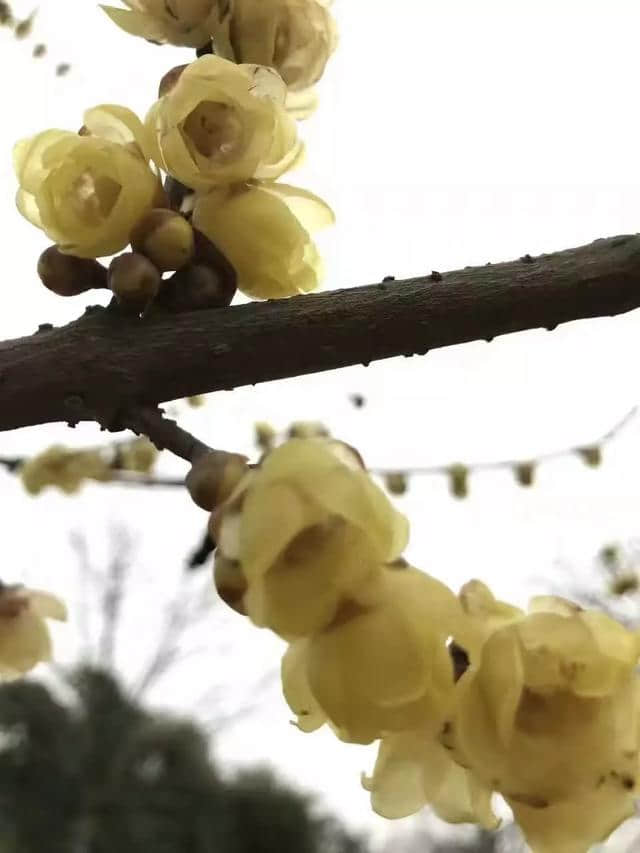 梅花香自苦寒来，越冷，香得越深邃