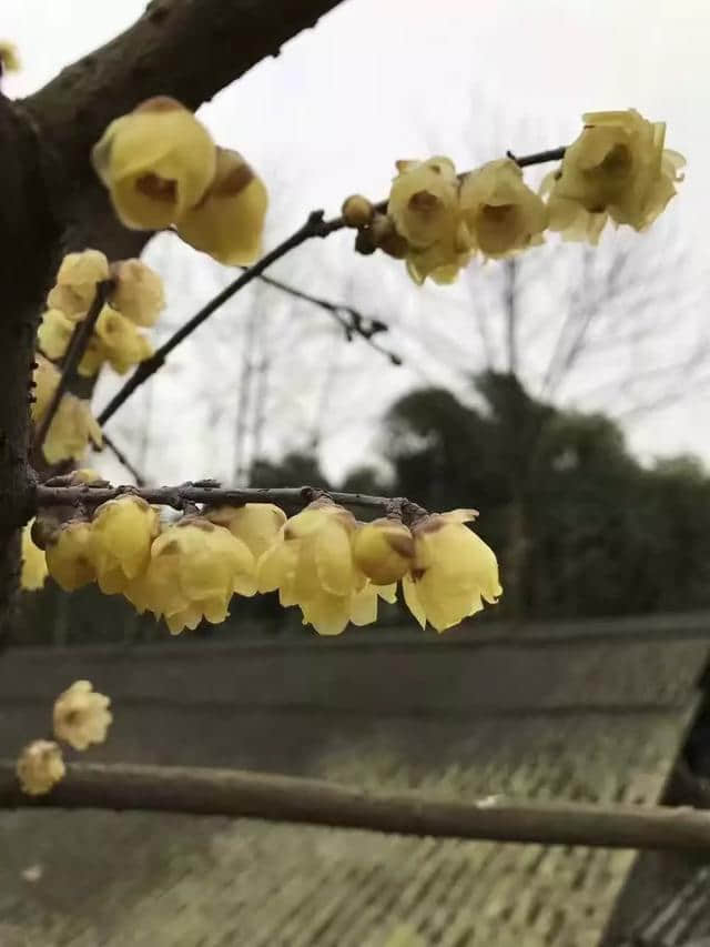 梅花香自苦寒来，越冷，香得越深邃