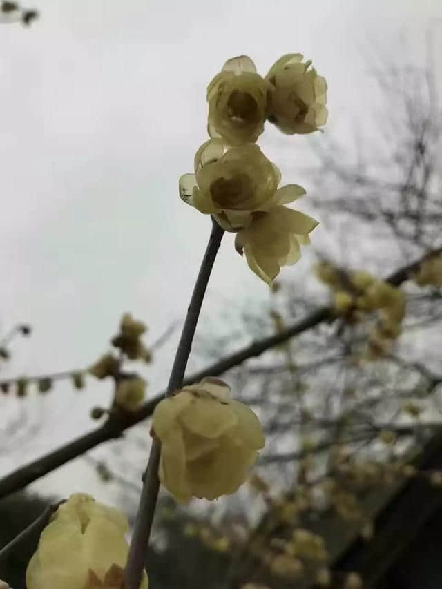 梅花香自苦寒来，越冷，香得越深邃