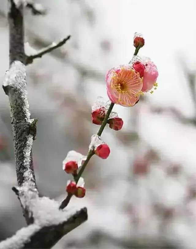 诗词｜冬日最美的景：梅须逊雪三分白，雪却输梅一段香