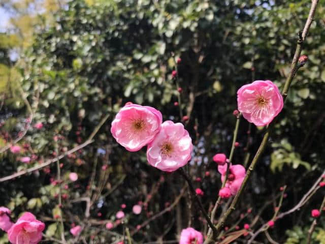 晴好冬日，世纪公园的梅花开了！