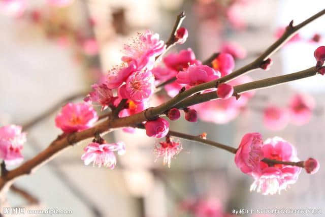 梅花香自苦寒来，勤学方使学问来