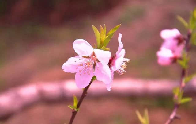 唐伯虎十首桃花诗