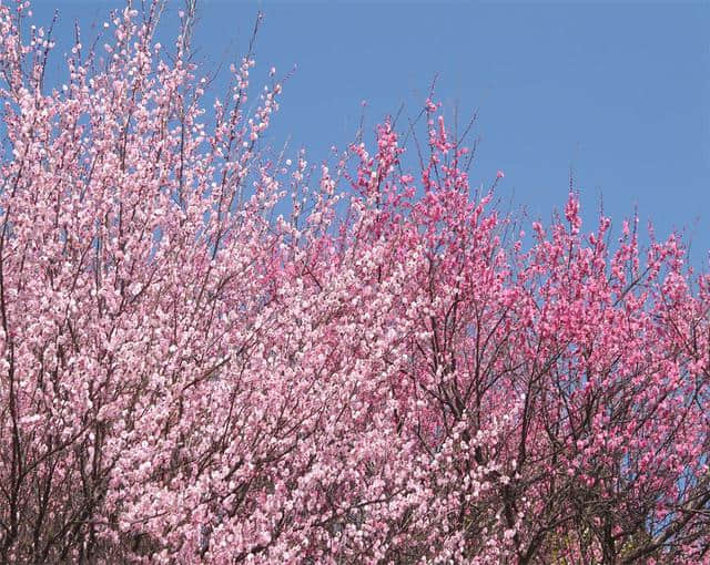 梅花的养殖方法介绍，掌握这几点，梅花的养殖不再困难！