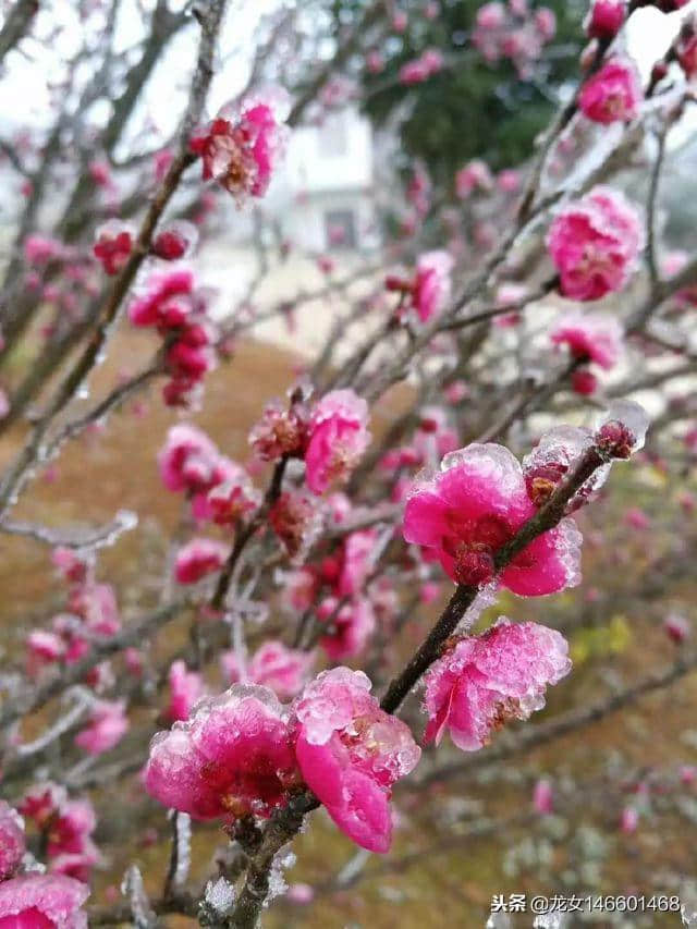 “梅花香自苦寒来”“不经一番寒彻骨 怎得梅花扑鼻香”