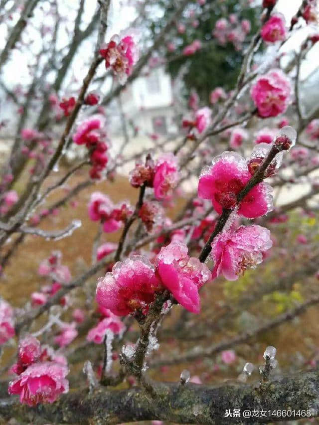 “梅花香自苦寒来”“不经一番寒彻骨 怎得梅花扑鼻香”