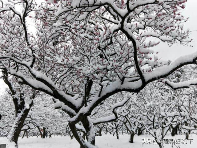 梅须逊雪三分白，雪却输梅一段香——南京大雪后梅花欣赏诗词大会