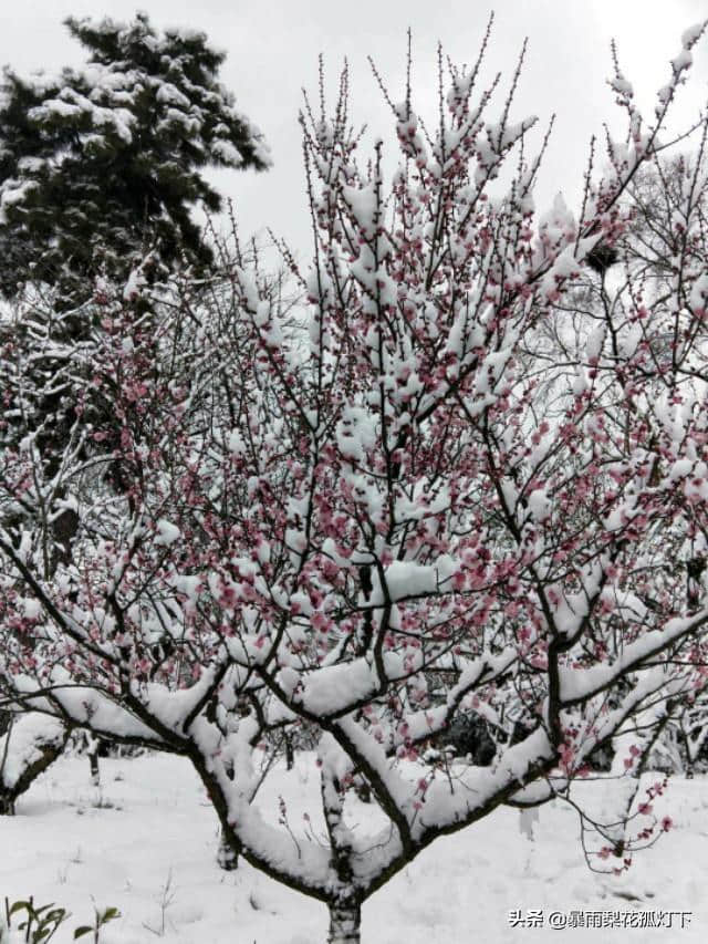 梅须逊雪三分白，雪却输梅一段香——南京大雪后梅花欣赏诗词大会