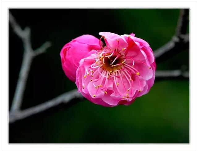 罕见醉美梅花开，太漂亮了，快分享给朋友吧！