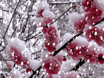 最美梅花雪动态美图，真是美极了，太美太漂亮迷人！