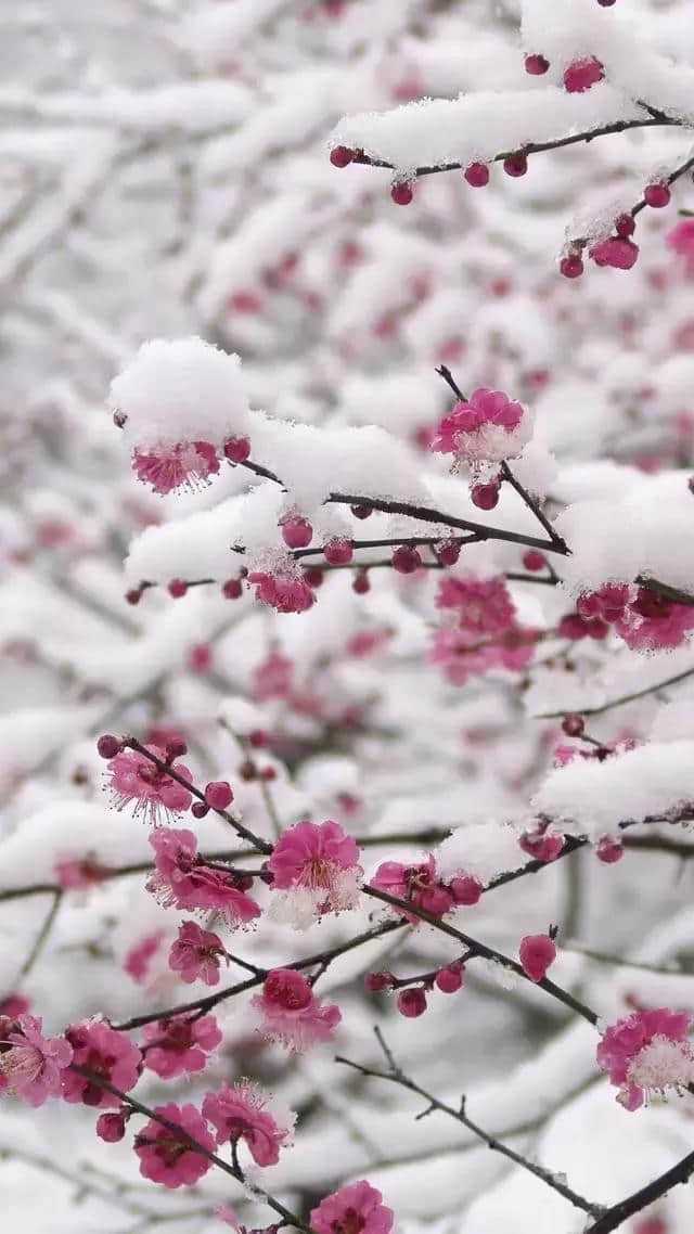 最美梅花雪动态美图，真是美极了，太美太漂亮迷人！