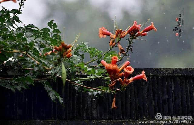 江南梅子雨