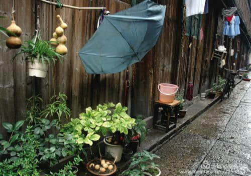 江南梅子雨