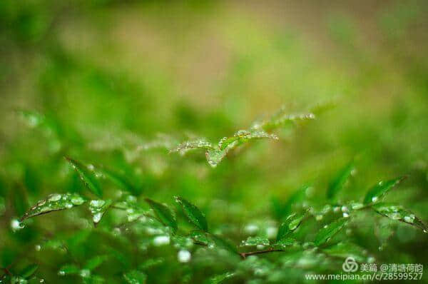 江南梅子雨