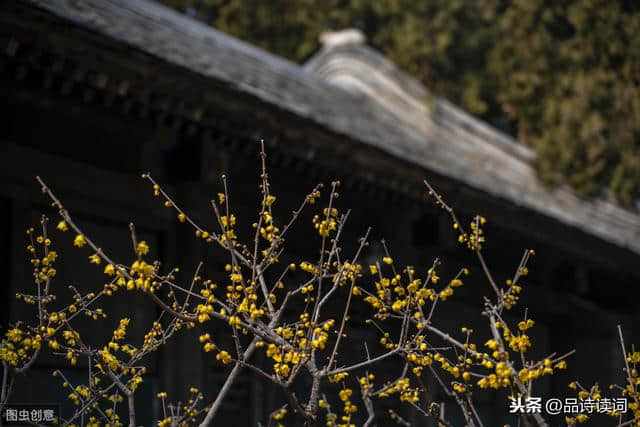 落魄才子在寺庙的墙上，信手拈来题了一首诗，通篇更是充满了禅理